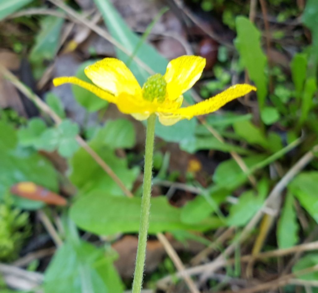 Fiore giallo autunnale:  Ranunculus bullatus